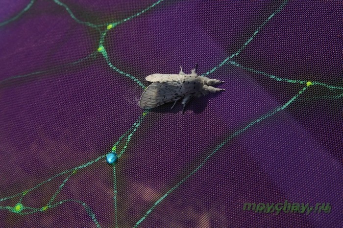 фестиваль тримурти 2012 фото, trimurtu 2012 foto